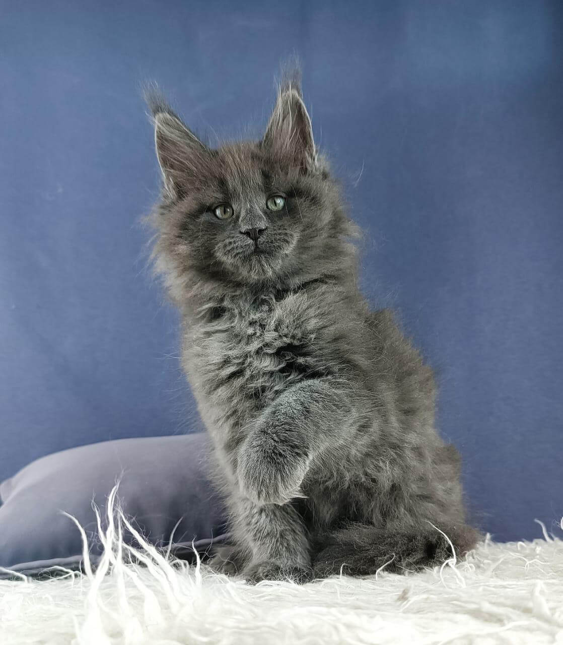 Cantara Maine Coon Female (Available) $3150