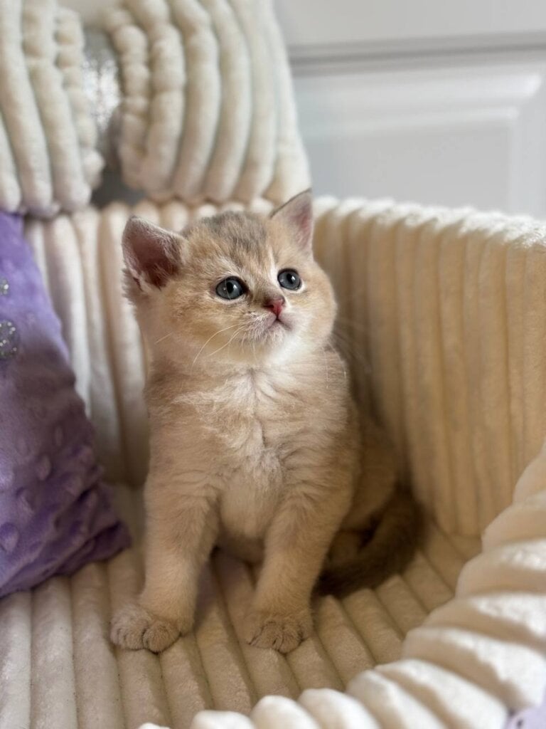 Ulik British Shorthair Male (Available) $2800