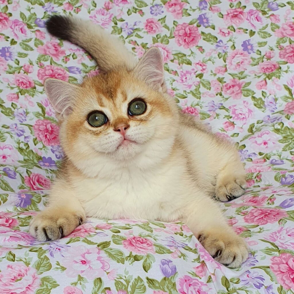 Fistashka British Shorthair Female (Available) $2700