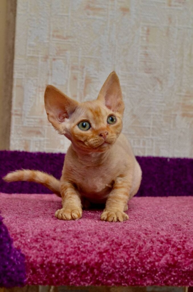 Garry Devon Rex Male (Available) $3200