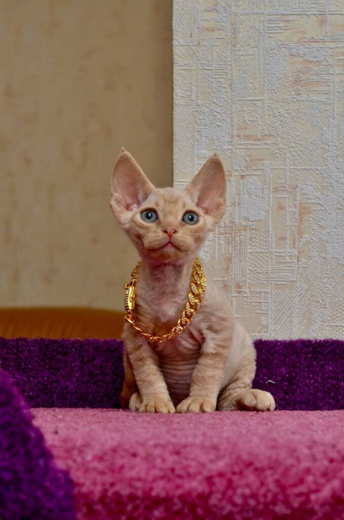 Genry Devon Rex Male (Available) $3200