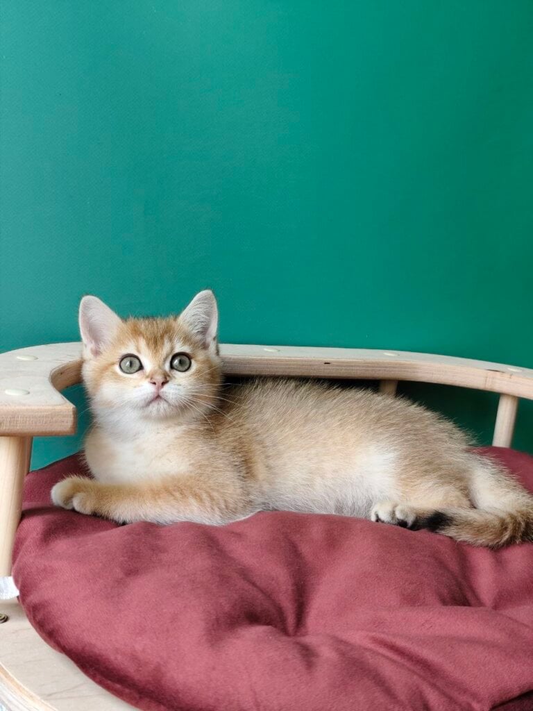 Aphrodite British Shorthair Female (Available) $2800