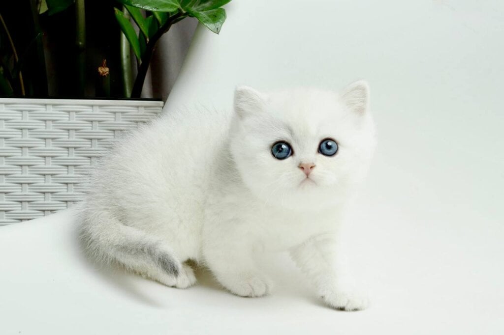 Tracy British Shorthair Female (Available) $3100