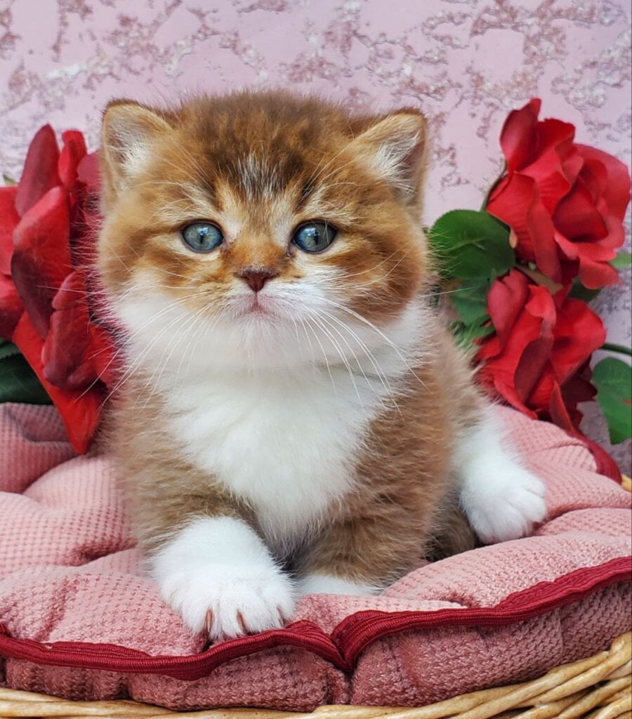 Buddy British Shorthair Male (Available) $3200