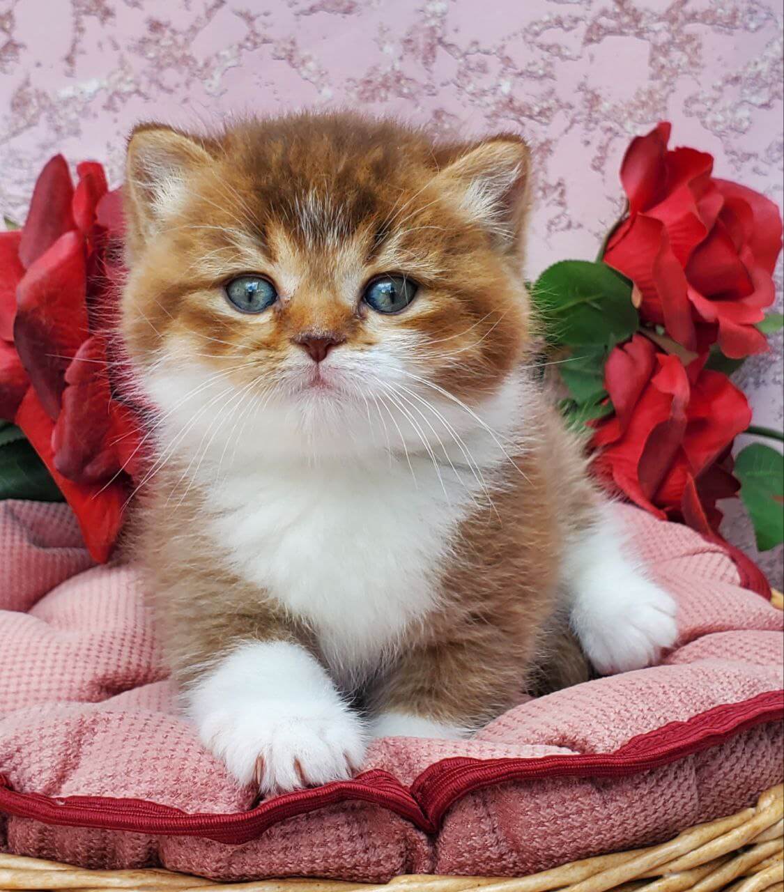 Buddy British Shorthair Male (Available) $3200
