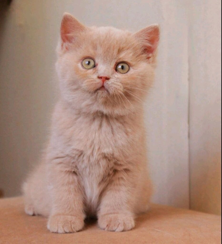 Pomponella British Shorthair Female (Available) $3300