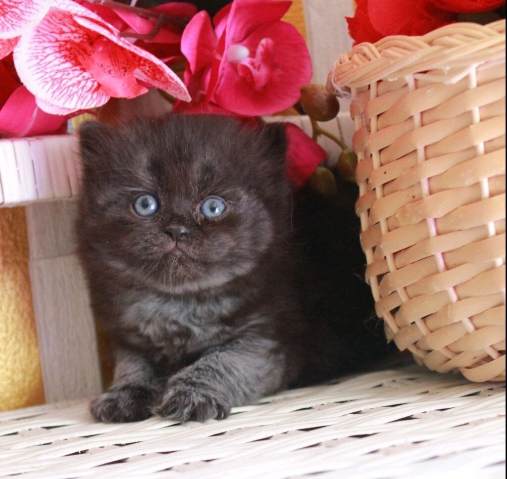Milasha British Longhair Female (Available) $2800