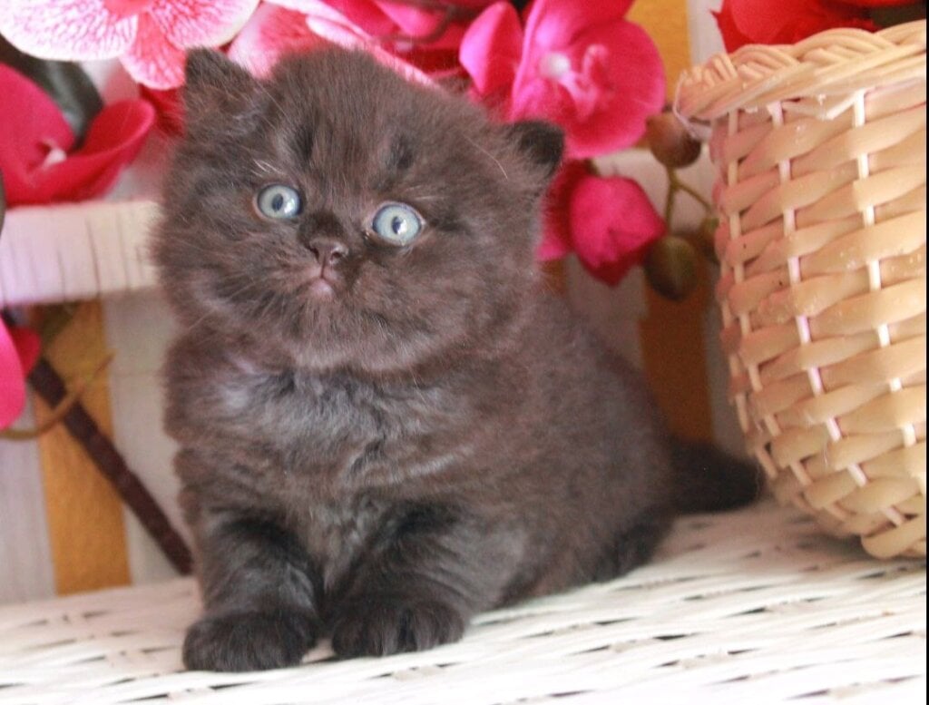 Milash British Longhair Male (Available) $2700