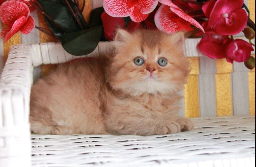 Sam British Longhair Male (Available) $2550