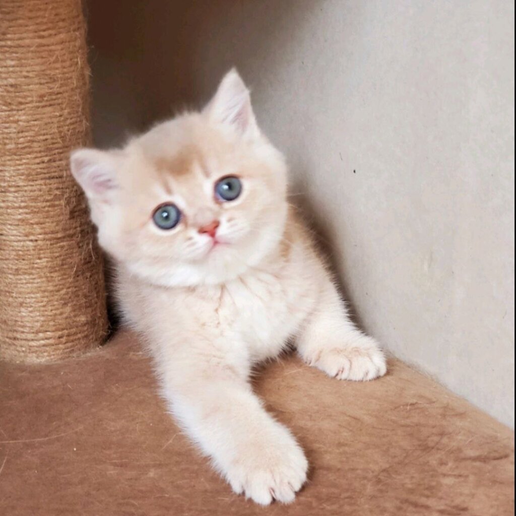 Pion British Shorthair Male (Available) $2800