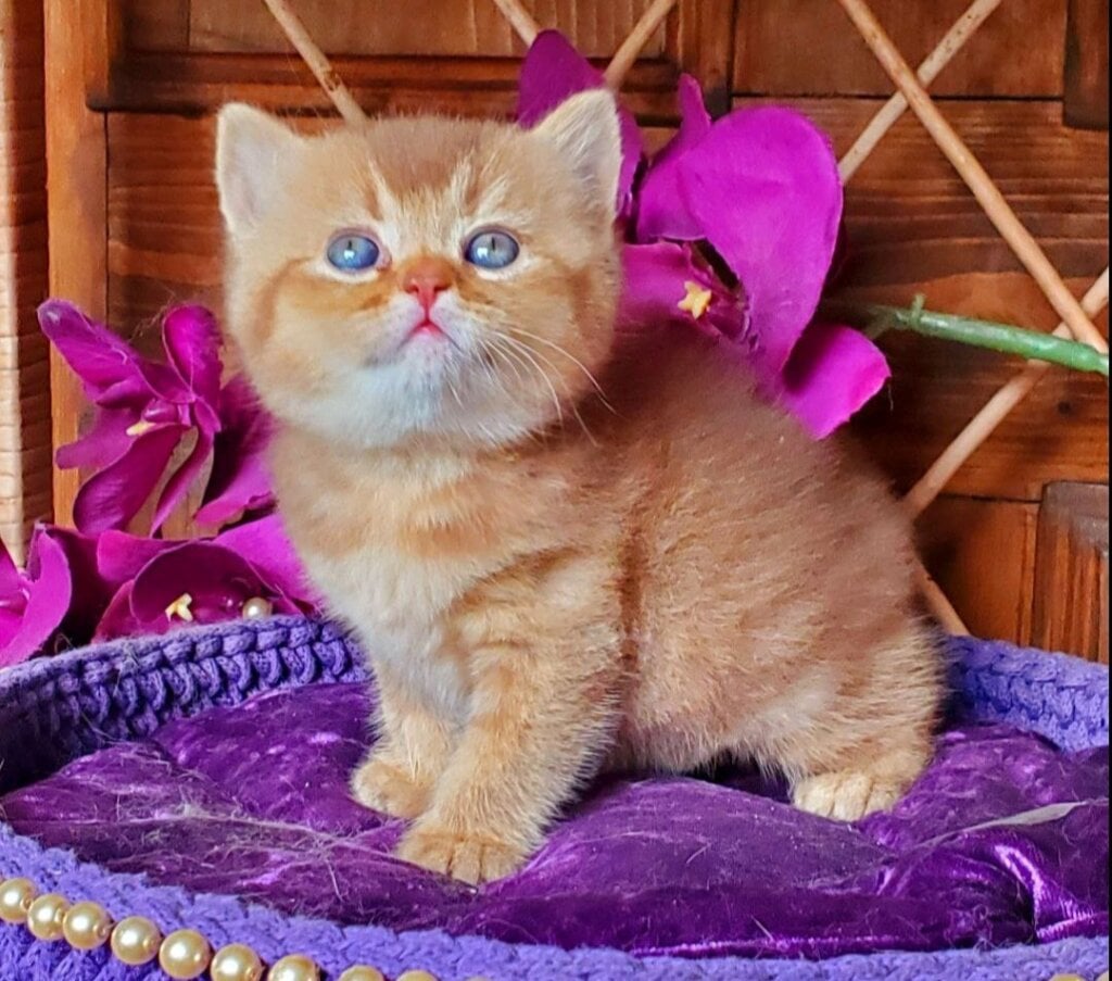 Simeon British Shorthair Male (Available) $2600