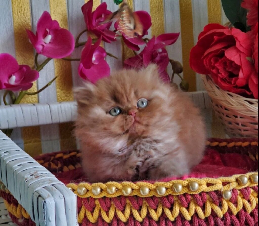 Laila British Longhair Female (Available) $3200