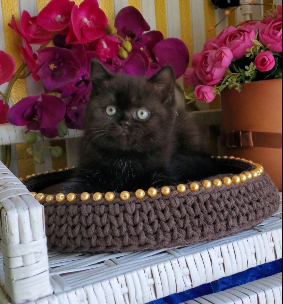 Big Ben British Shorthair Male (Available) $2550
