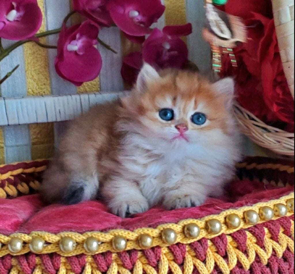 Orlando British Longhair Male (Available) $2750