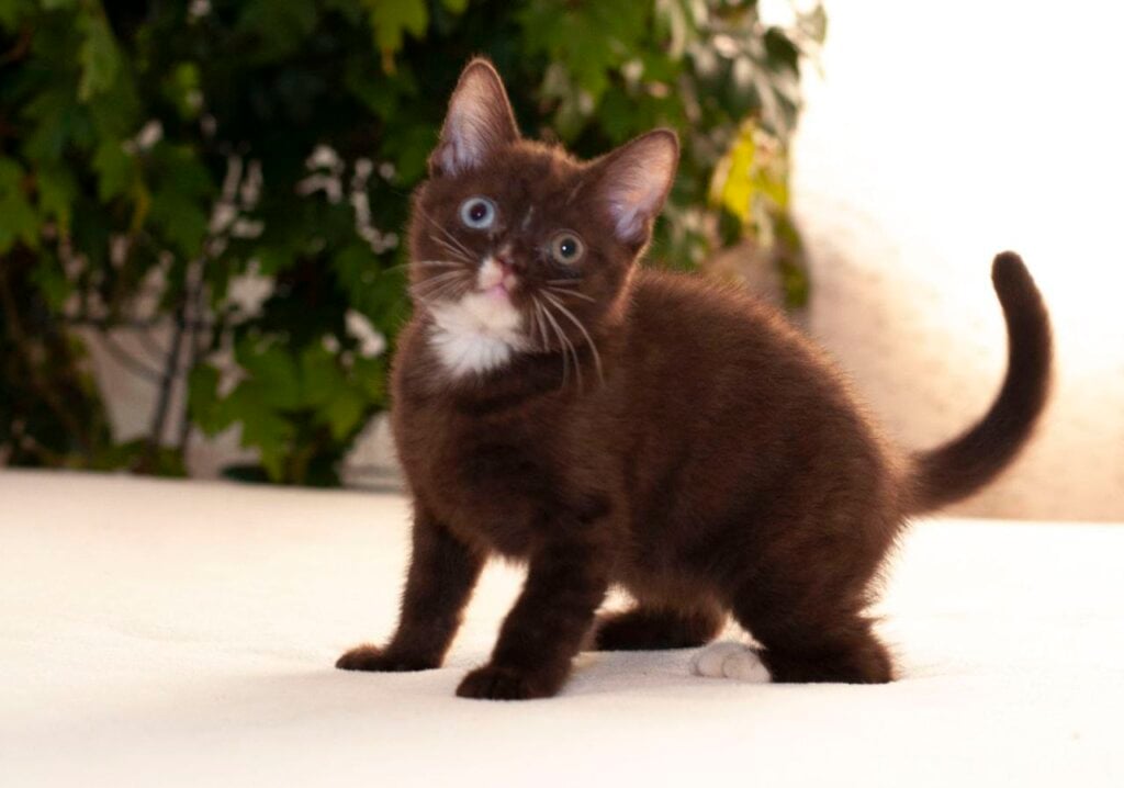 Efim British Shorthair Male (Available) $3200