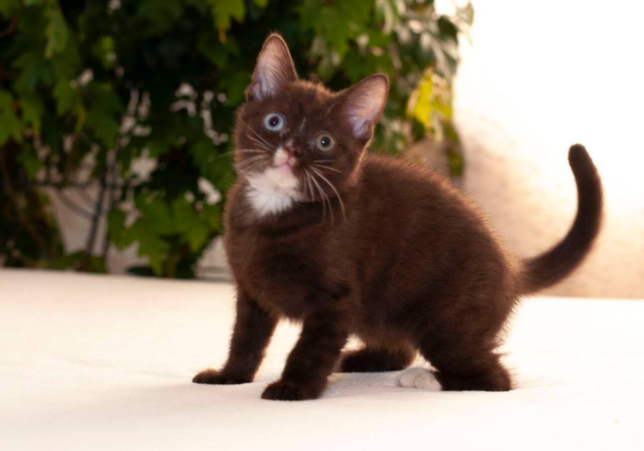 Efim British Shorthair Male (Available) $3200
