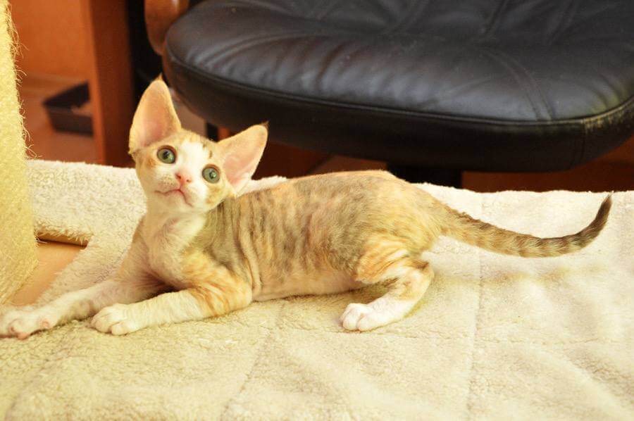 Izumka Devon Rex Female (Available) $3400