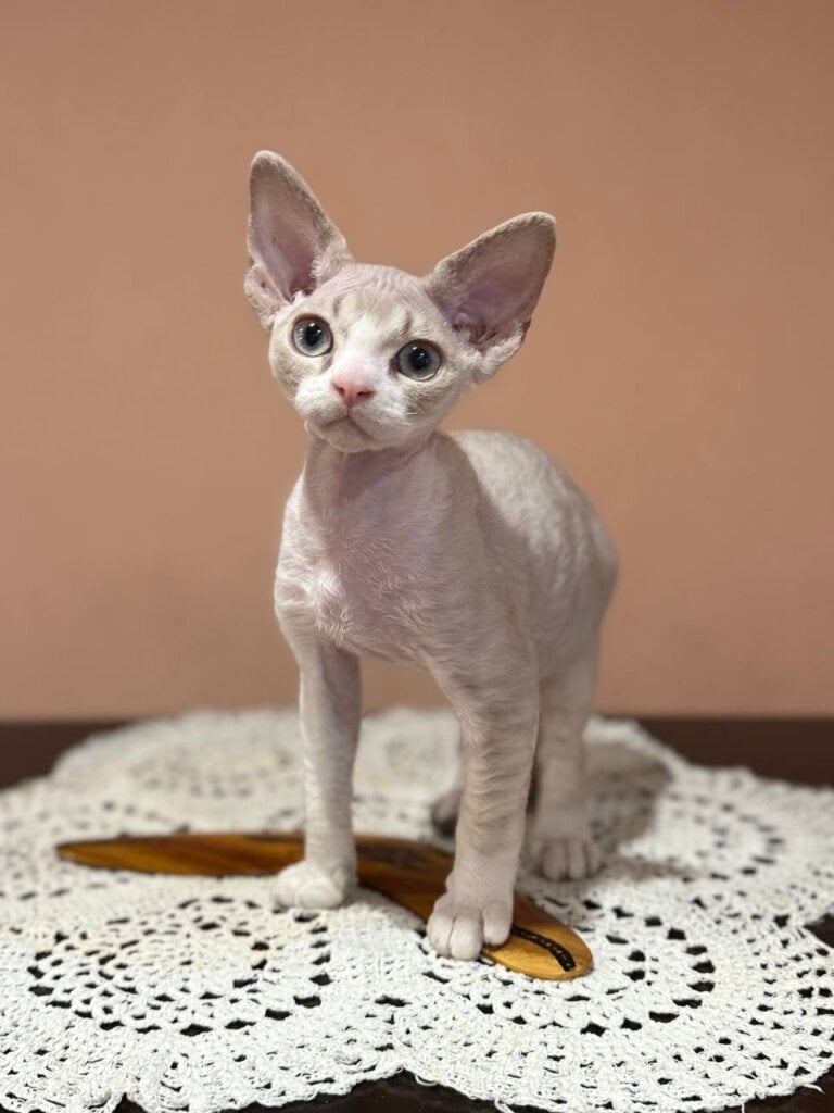 Pinkie Pie Devon Rex  Female (Available) $2800