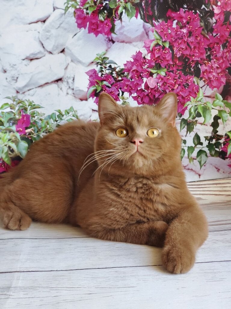 Umik British Shorthair Male (Available) $3200
