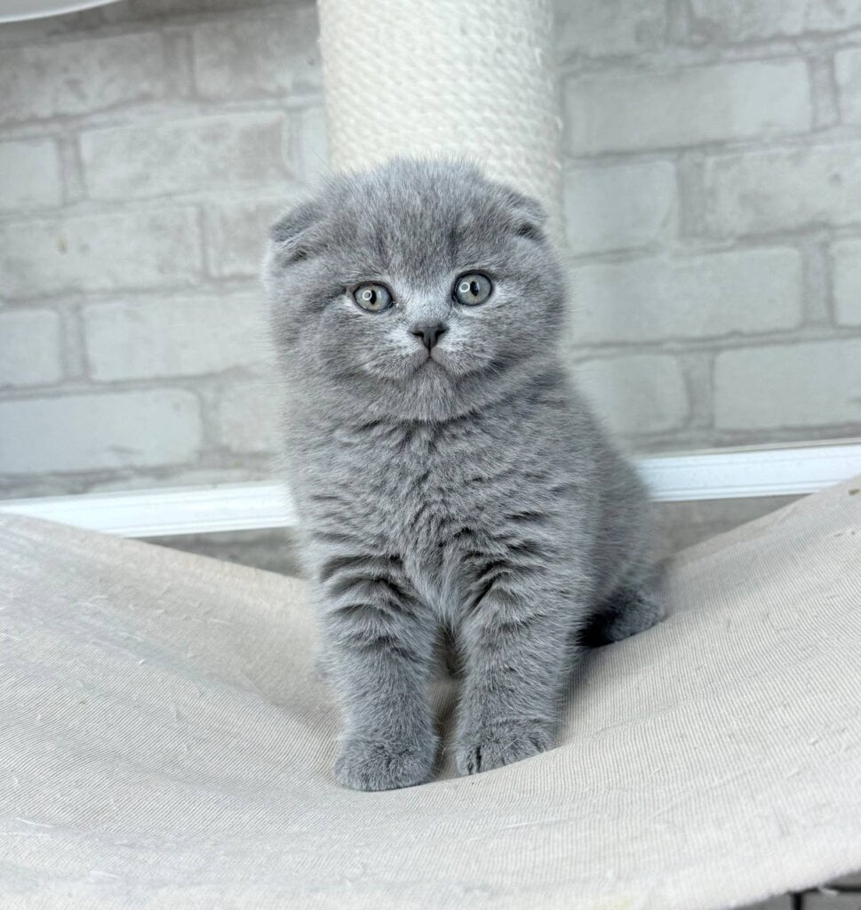 Oscar Scottish Fold Male (Reserved) $2650