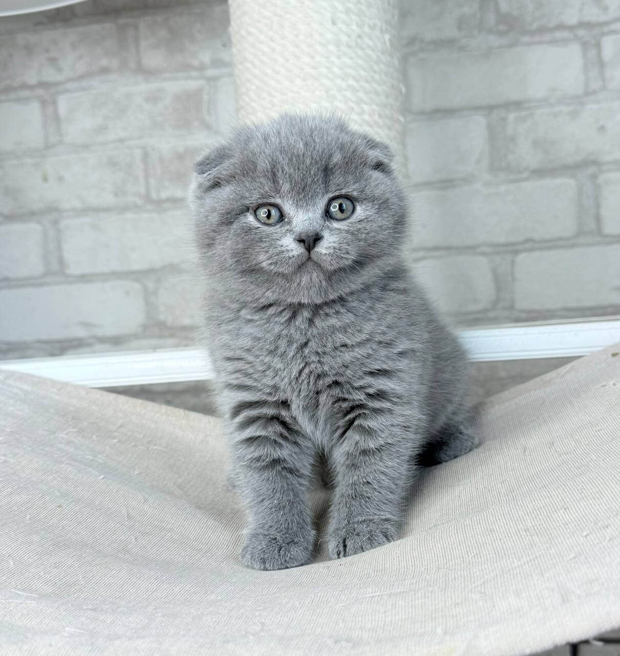 Oscar Scottish Fold Male (Reserved) $2650