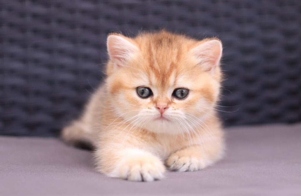 Emily British Shorthair Female (Available) $2800