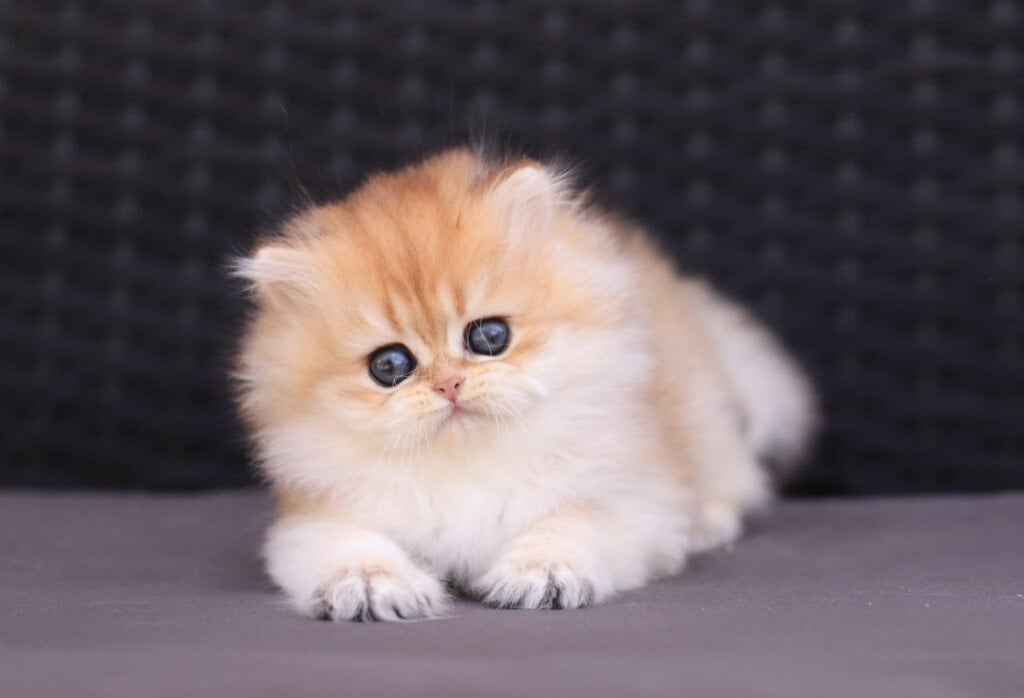 Eva British Longhair Female (Available) $2800