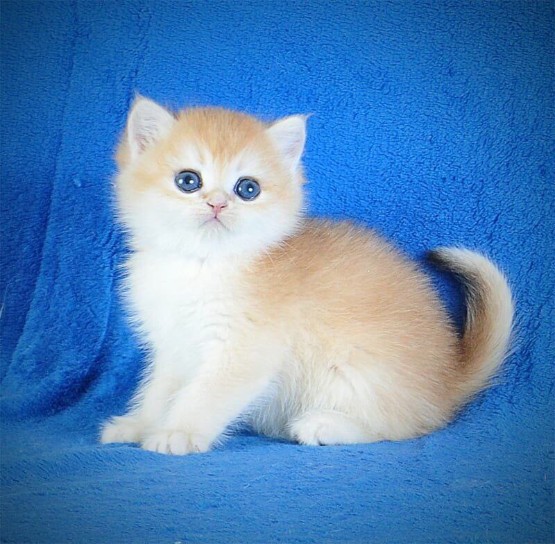 Eric British Shorthair Male (Available) $3000