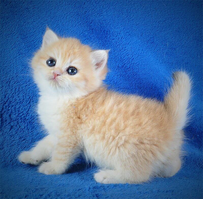 Elvis British Shorthair Male (Available) $2650