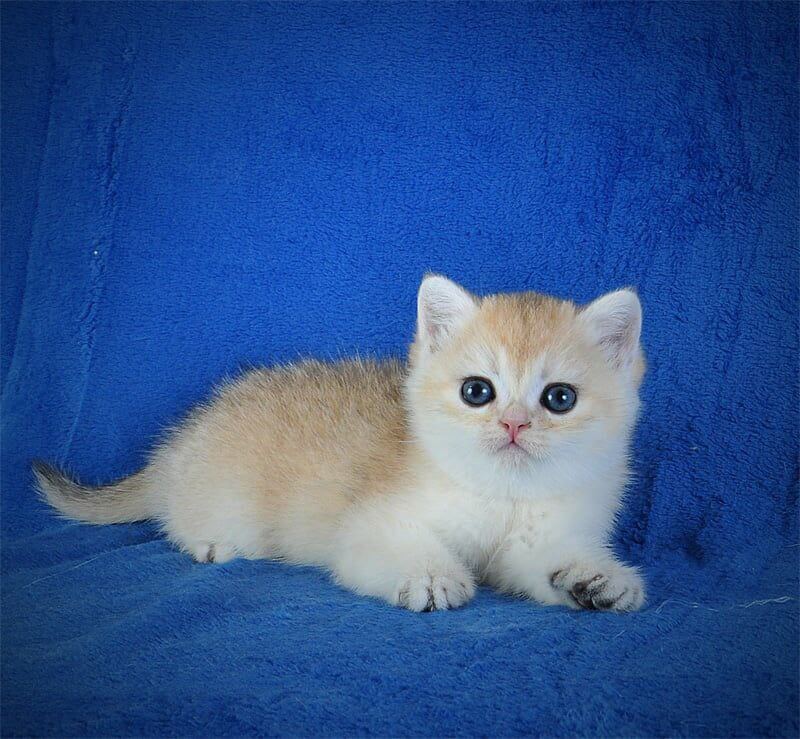 Ellie British Shorthair Female (Available) $2900