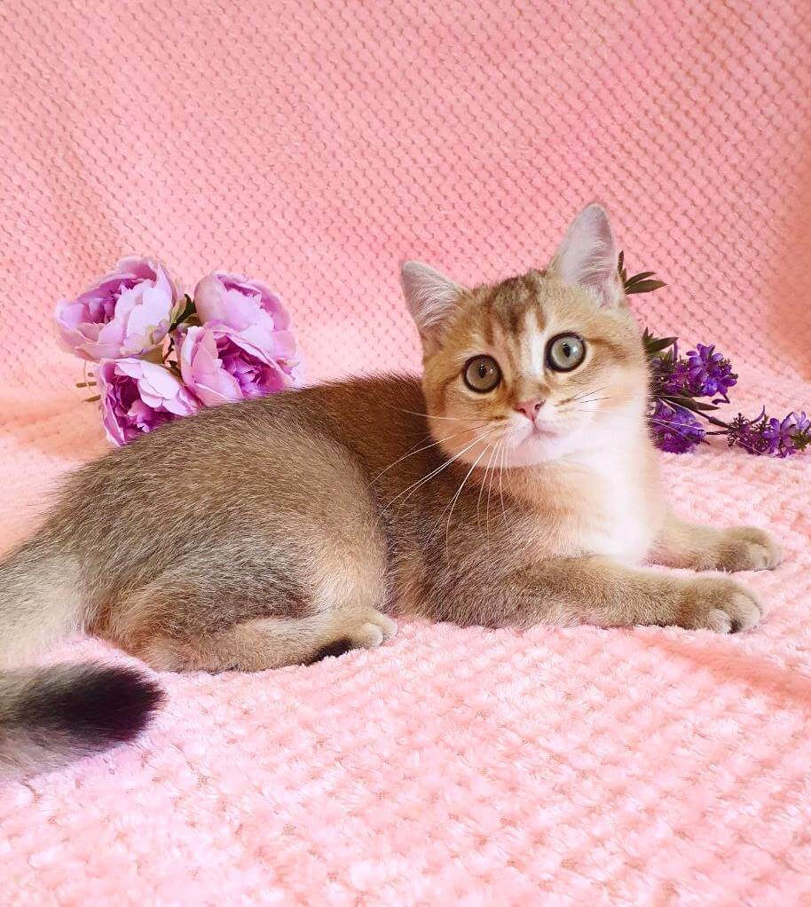 Polina British Shorthair Female (Available) $2550