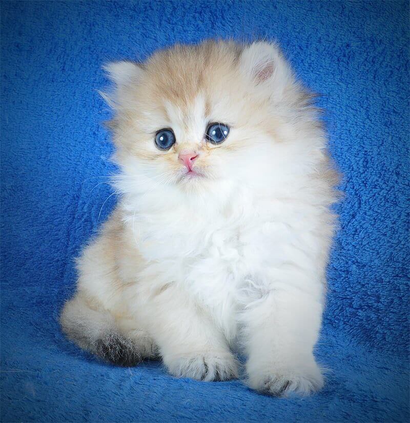 Elfik British Longhair Male (Available) $2900