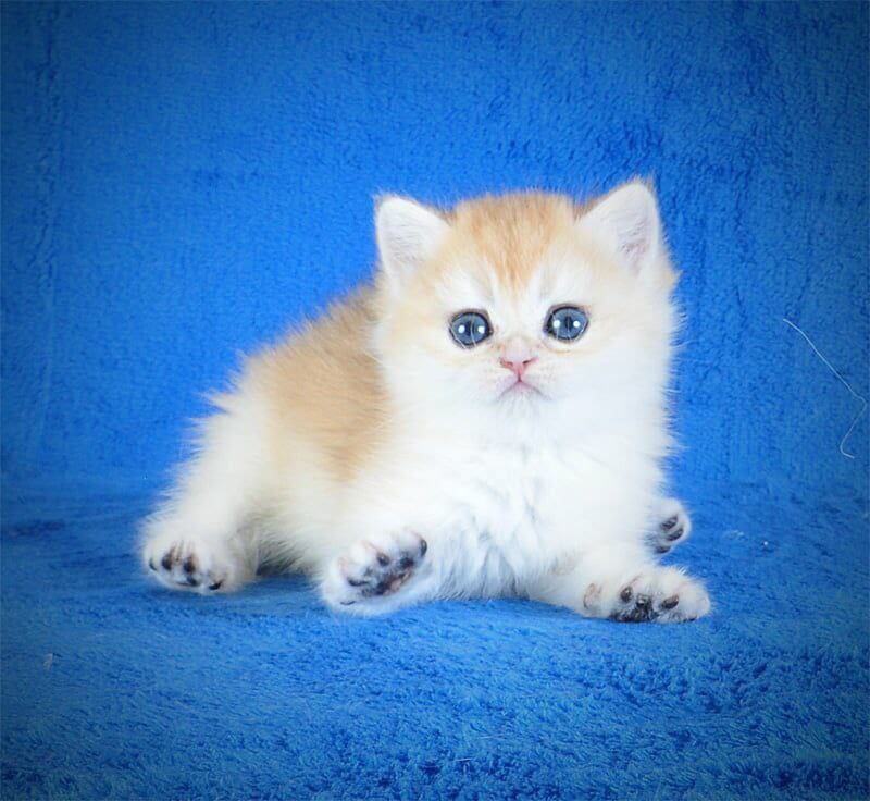 Ernie British Shorthair Male (Available) $2900