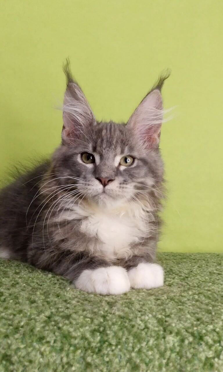 Zhak Maine Coon Male (Available) $2900