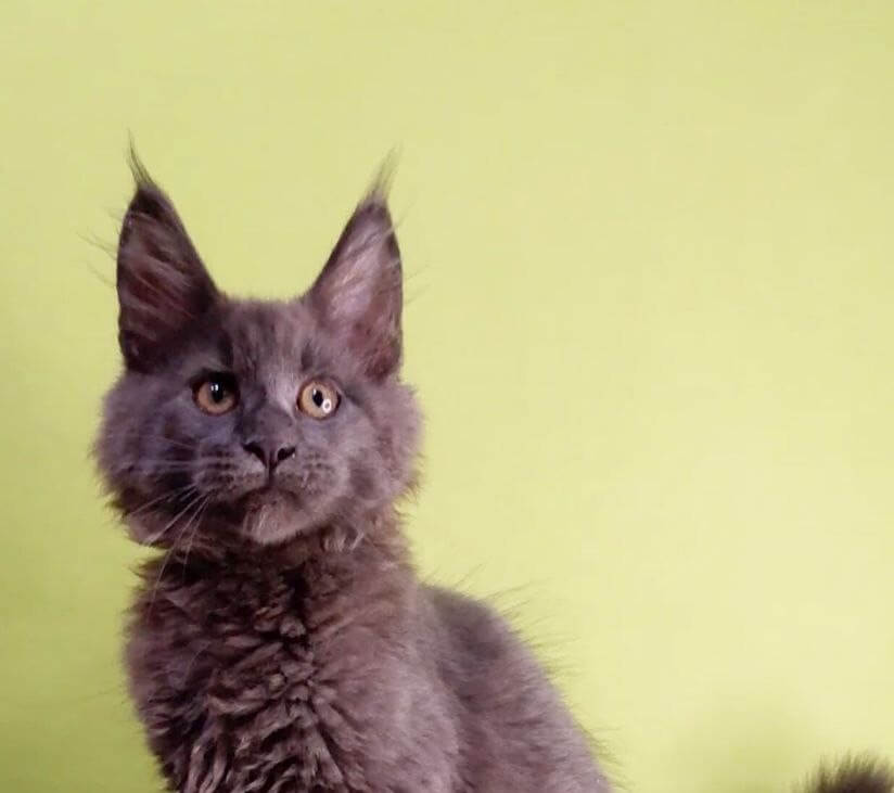 Zeus Maine Coon  Male (Available) $2850