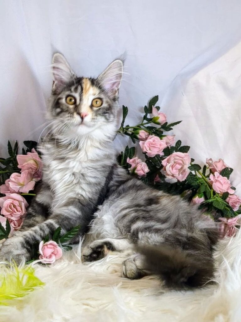 Missa Maine Coon Female (Available) $2850