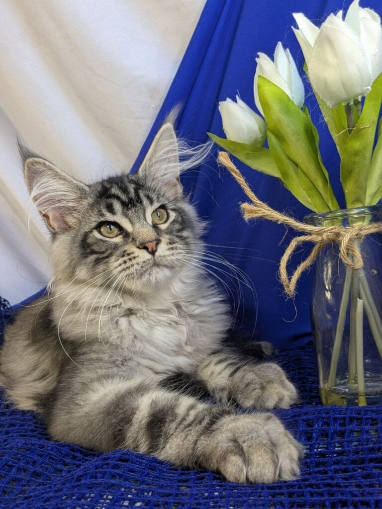 Мalfoy Maine Coon Male (Available) $2900
