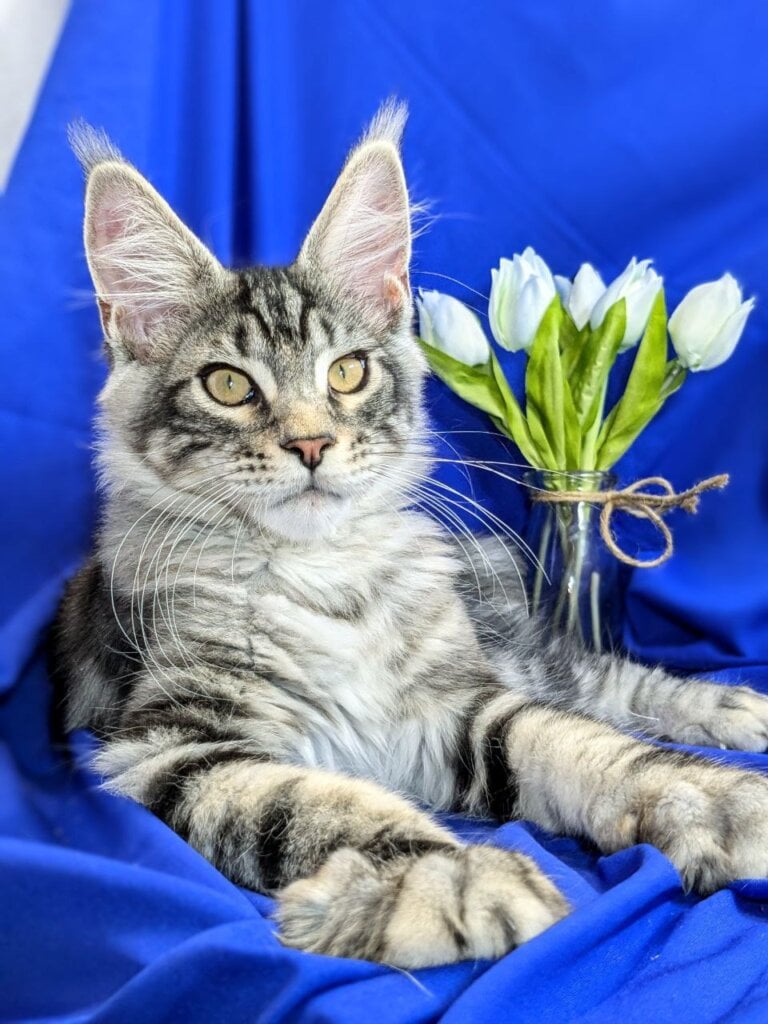 Muffin Maine Coon Male (Available) $2900