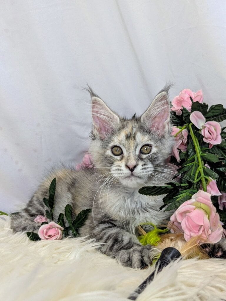 Nevada Maine Coon Female (Available) $2850