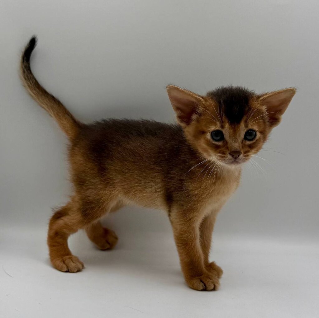 Diana Abyssinian Female (Available) $3000