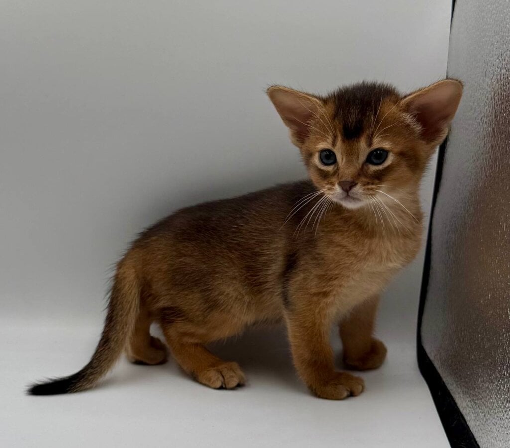 Danaya Abyssinian Female (Available) $3000