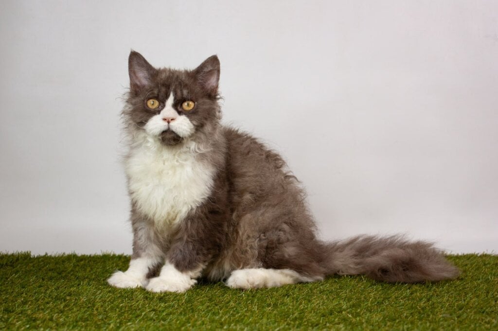 Quest Selkirk Rex Male (Available) $2900