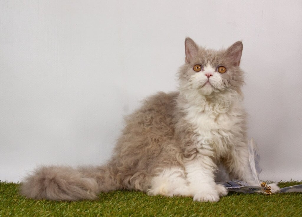 Porthos Selkirk Rex Male (Available) $2900
