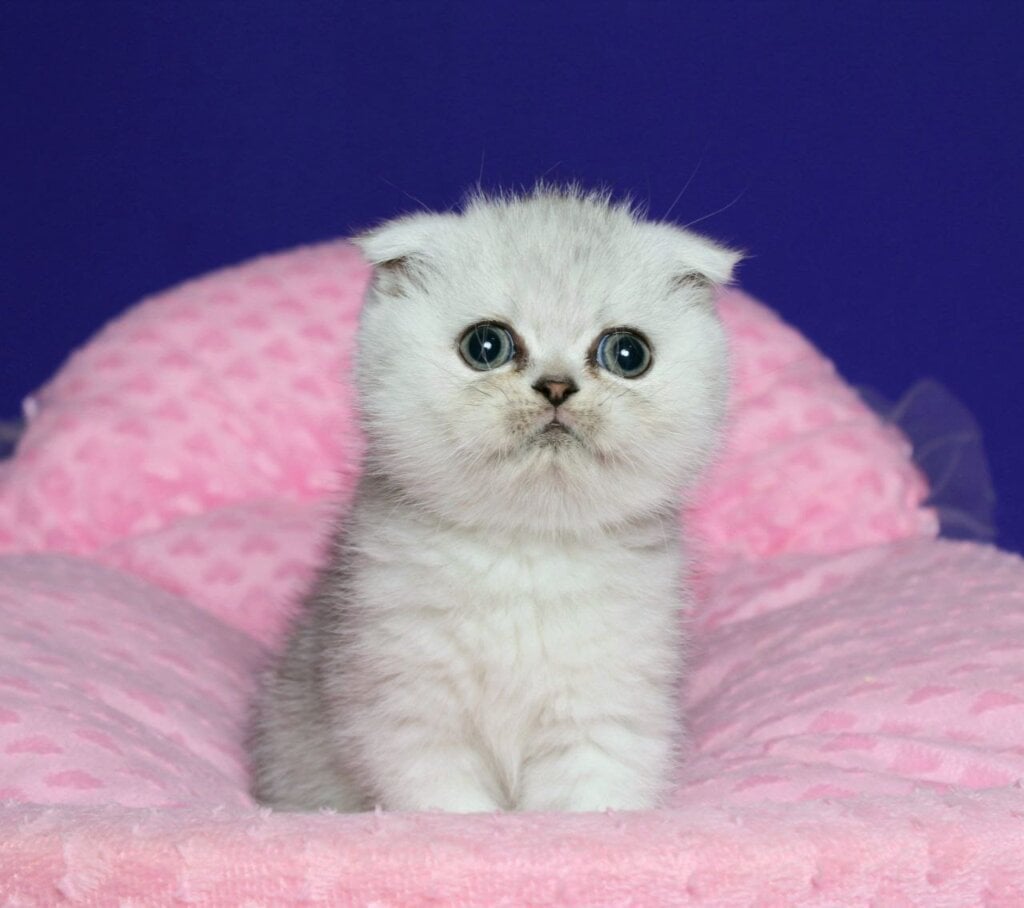 Aleftina Scottish Fold Female (Available) $2650