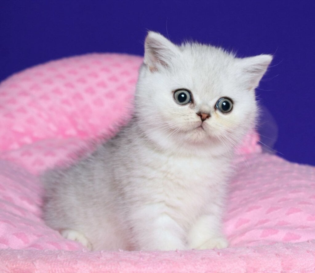 Angelina Scottish Straight  Female (Available) $2600