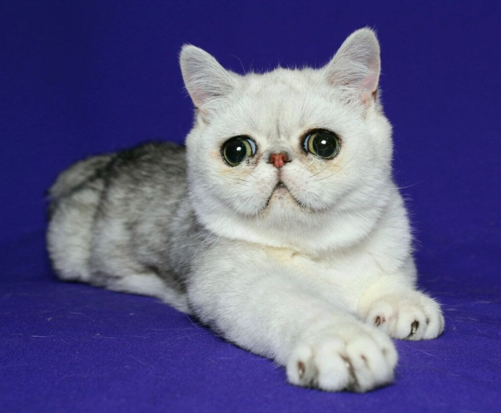 Victor Exotic Male (Available) $2600