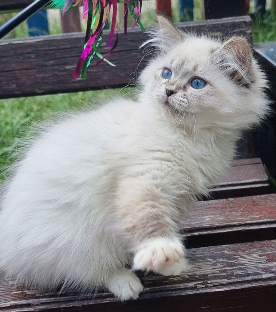 Olyana Siberian Female (Available) $3050
