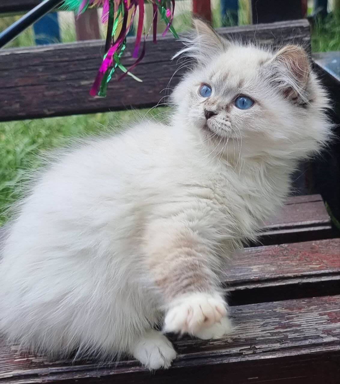 Olyana Siberian Female (Available) $3050