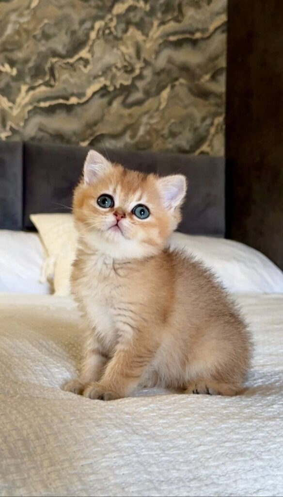 Uma British Shorthair Female (Available) $2800