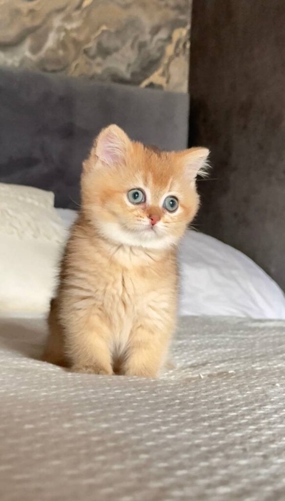 Ursula British Shorthair Female (Available) $2700